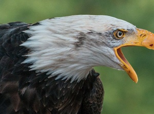 Spiritual Perception - The Level Of Eagle