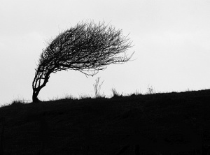 Bending With The Wind