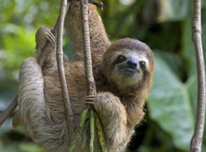 The Value of “Sloth” – Expanding Our Perceptions for Greater Wisdom