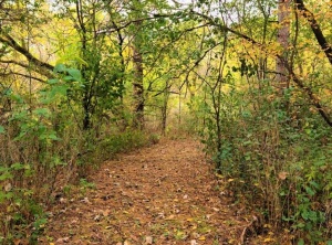 The Passing of Indian Summer