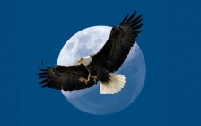 Transformative Eagle Wisdom