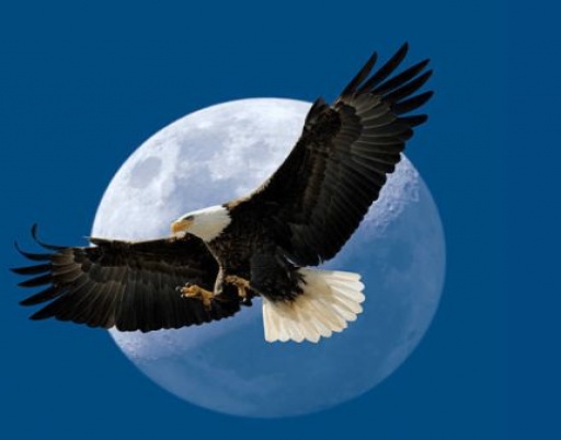 Transformative Eagle Wisdom