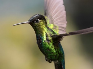 Hummingbird Courage