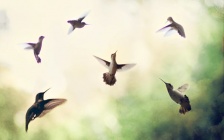Transformative Hummingbird Wisdom