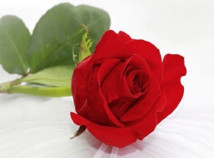 Rose Ritual: How To Effectively Protect Yourself From Being Vacuumed By Another Person?