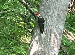 The Sacred Rhythms of the Woodpecker