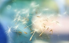 Soft Focus