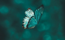 Seeking Transformation