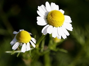 Chamomile Benefits: Growing Your Own Medicine
