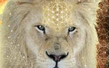 Lionsgate Superwave
