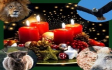 The Arcturian Collective: December 2021 - Gifts of the Season