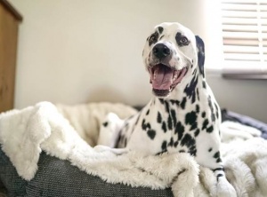 7 Amazing Types Of Beds Every Dog Would Love