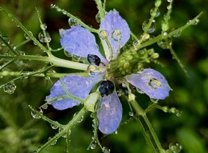 Love-in-a-Mist (2)