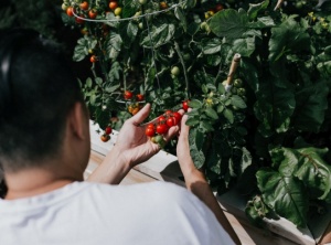 Vegan Gardening: How to Grow Your Own Food