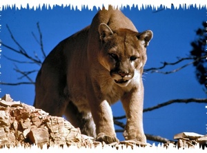 Spirit of Cougar