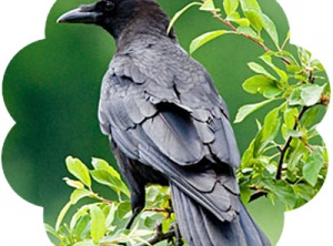 Crow Medicine