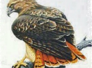Spirit of Red Tailed Hawk