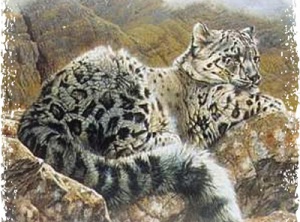 Spirit of Snow Leopard