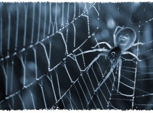 Spirit of Spider
