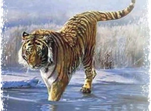 Spirit of Tiger