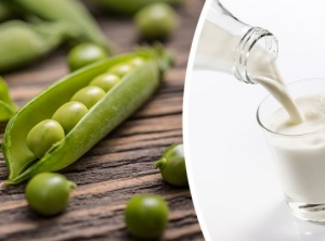 Drink Pea Milk Every Day Instead Of Dairy