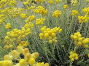 Helichrysum Essential Oil - Benefits, Uses, Recipes