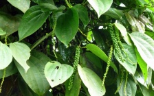 This Essential Oil Fights Infections, Improves Circulation and Stops Cigarette Cravings!