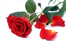 Rose Oil May Heal Heart Disease, Cancer, And Depression