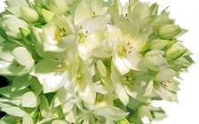 Bach Flower Groups