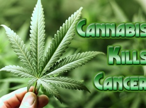 US Govt Agency Admits That Marijuana Extracts Can Kill Cancer Cells