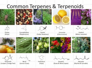 Terpenes: The Future of Cannabis is Medicine, Aromatherapy and Environment Friendly Cleaning Products