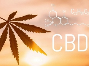 Potential Clinical Benefits of CBD-Rich Cannabis Extracts 
