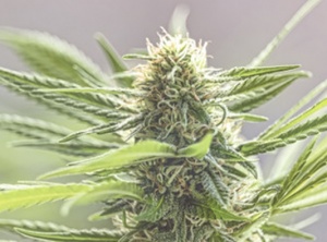 7 Myths Surrounding Autoflowering Cannabis Strains