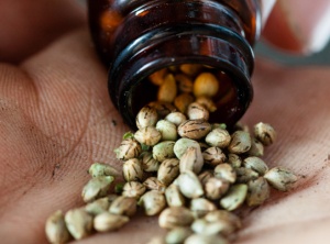 How to Recognize Quality Marijuana Seeds?