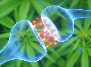 The Endocannabinoid System and How THC Cures Cancer
