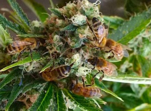Bees Are Being Trained To Make Honey from Cannabis