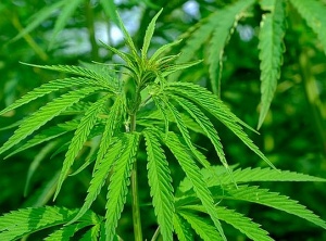 A Guide To Smokeable Hemp Flower