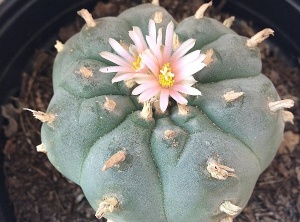 How To Grow Your Peyote Cactus In 9 Days 