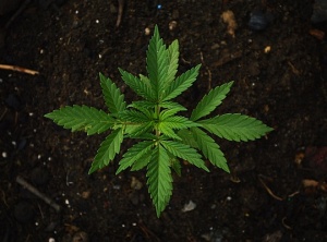 5 Common Myths About Cannabis