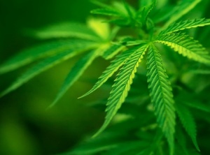 4 Real Stories of Cannabis’ Life-Saving Benefits