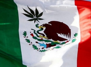 Mexico's Supreme Court Declares Individuals Have the Right to Consume and Cultivate Marijuana