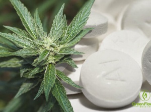 Why and How I Gave Up Everyday Painkillers In Favor of Medical Marijuana