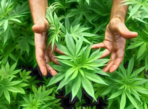 Texas Officially Legalizes Cannabis Oil To Treat Epilepsy