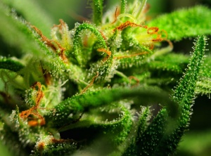 Myrcene: There’s More To Marijuana Than Cannabinoids