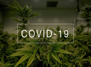 Study Shows That Cannabis Prevented Covid-19 Infection