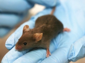 Scientists Can Now Reverse DNA Aging in Mice!