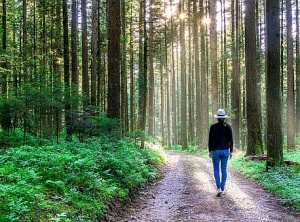 The Japanese Practice Of Forest Bathing Is Scientifically Proven To Be Good For You