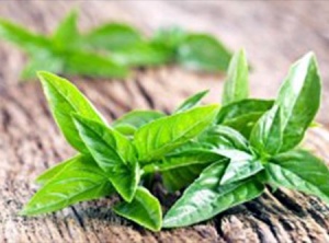 9 Healing Herbs for a Natural Medicine Cabinet: Grow Your Own Healing Herb Garden