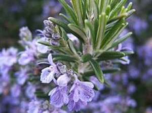 Rosemary's Aroma May Enhance Memory and Health