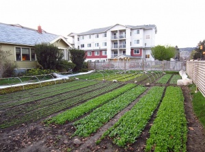 9 Tons Of Vegetables Produced On One Third Of An Acre In The City…